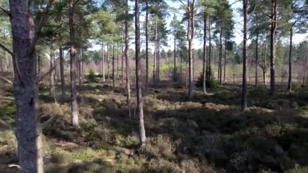 Cinematic Aerial Drone Footage Reversing Trees Native Scots Pine Forest — ストック動画