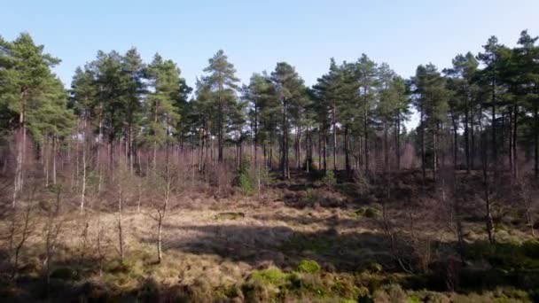 Rekaman Drone Cinematic Udara Terbang Melalui Kanopi Hutan Pinus Skotlandia — Stok Video