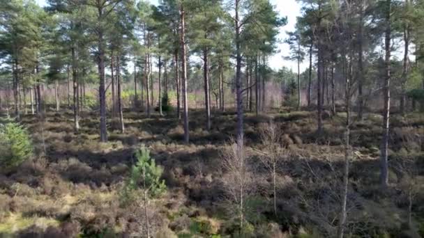 从苏格兰当地的苏格兰人松林飞出 穿过开阔的森林 在斑驳的灯光照射在森林地面时再生树木的电影空中无人驾驶镜头 — 图库视频影像