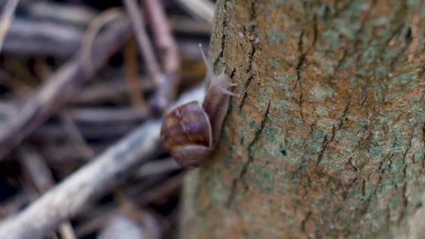 Close Timelapse Snail Crawling Stam Tree — Vídeos de Stock
