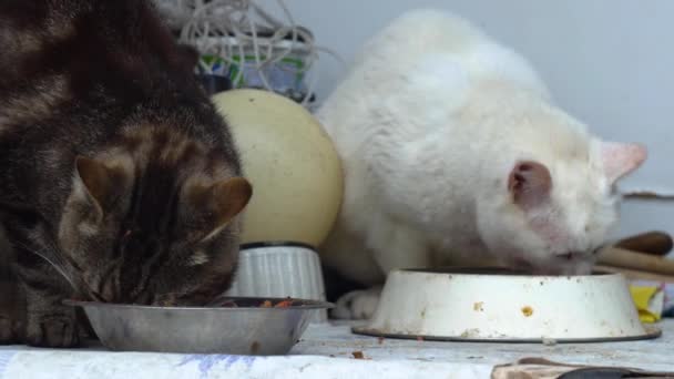 Weiße Und Braune Katzen Fressen Tiernahrung Aus Der Schüssel — Stockvideo