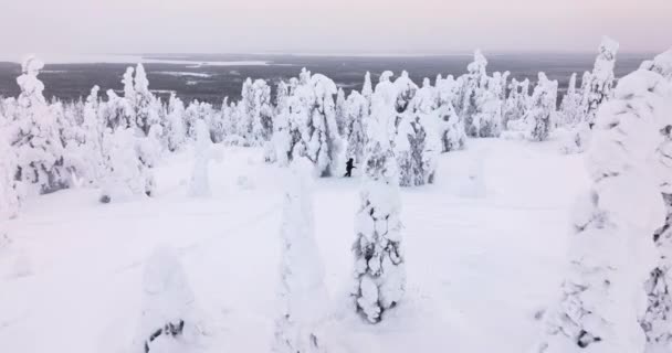 Aerial View Revealing Person Hiking Snowy Trees Cloudy Riisitunturi Lapland — стокове відео