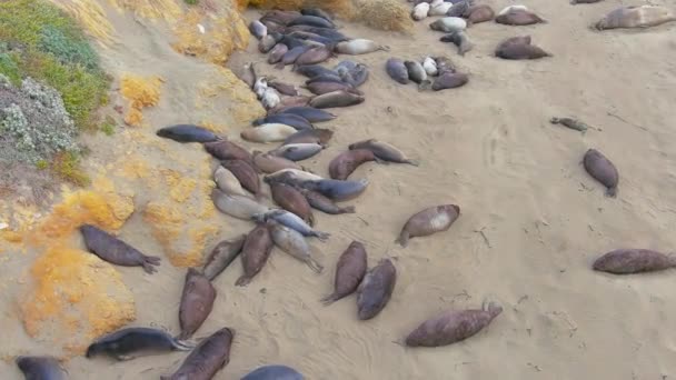 Seal Resting Sand California Coastline Pch — Stock videók