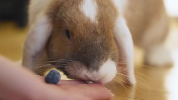 Shy Bunny Grabbing Blueberry Running Away Slow Motion Uhd — Video