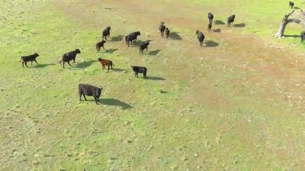Koeien Wandelen Een Open Veld Californië Coastline Luchtfoto Flyby — Stockvideo
