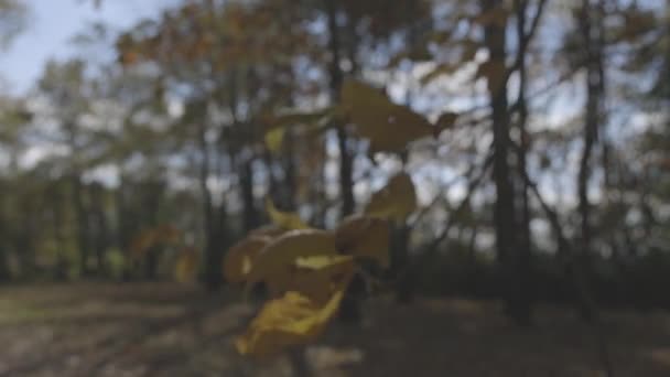 This is part of a batch of shots of Fall Folliage shot in 4k 60FPS of fall landscape scenery.