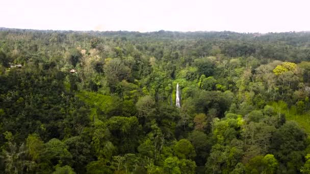 Island Bali Wilderness Green Natural Scenic Landscape Tropical Rainforest Jungle — Stockvideo