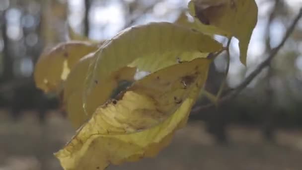 Dies Ist Teil Einer Reihe Von Aufnahmen Von Herbst Folliage — Stockvideo