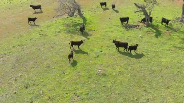 Cows Grazing Field California Coastline Aerial Flyby — Stock video