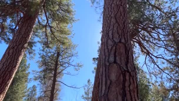 Panoramique Des Pins Ponderosa Dans Forêt — Video