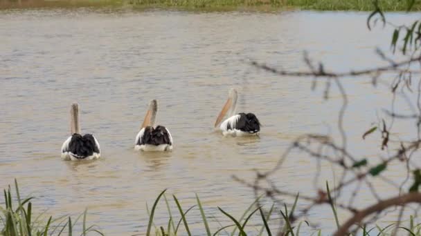 Three Large Australian Pelicans Wade Pond Slow Motion — Stockvideo