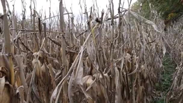 Dead Corn Stalks Fall Ready Harvest — Stock Video