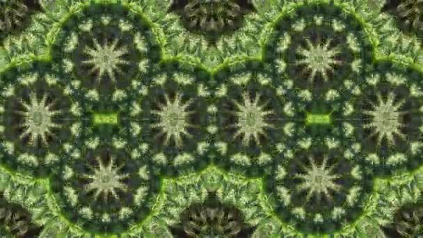Yeşil Palmiye Deseninin Simetri Kaleydoskopik Soyut Animasyonu — Stok video