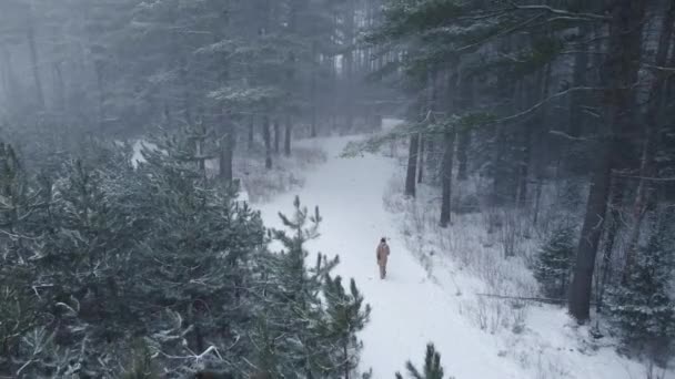 Establishing Drone Shot Young Women Walking Pine Forest Snowstorm Rural — Stockvideo