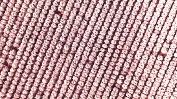 Vibrant Pastel Pink Almond Trees Bloom Nature Abstract Drone View — Stok video