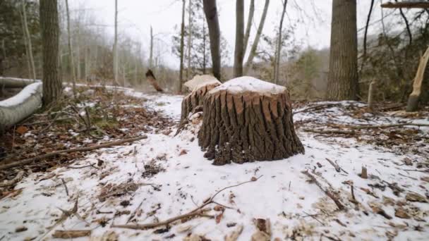 Large Tree Stump Teeth Marks Gnawed Canadian Beaver Covered Snow — Vídeos de Stock
