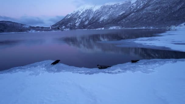 北極の夜の間に氷の上に座っている美しいアザラシ フィヨルドの紫とピンクの夕日ノルウェー 空中ショット軌道右 — ストック動画