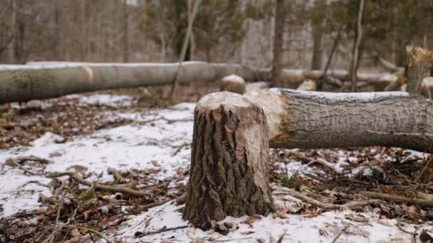 Fallen Tree Gnawed Stump Chewed Log Beaver Causing Deforestation — Stockvideo