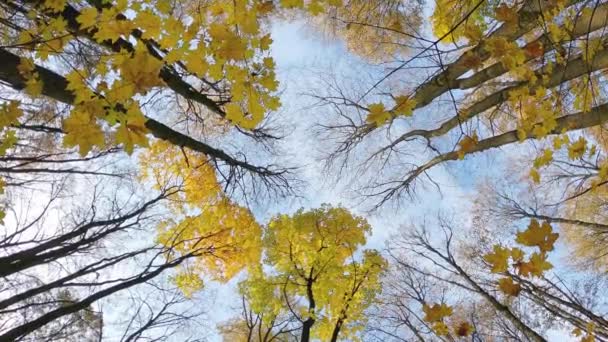 秋天的森林景象从黄树梢的底部升起 — 图库视频影像