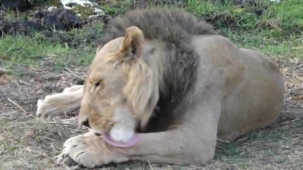 Lion Slickar Sin Tass Medan Han Sitter Ner Gräsmark South — Stockvideo