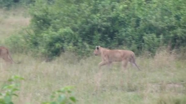 Pair Lioness Walking Savannah Grasslands Queen Elizabeth National Park Uganda — ストック動画