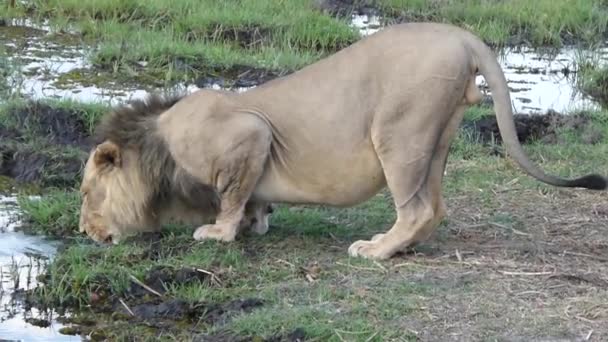 赞比亚南卢安瓦国家公园的成年雄狮蹲伏饮水 — 图库视频影像