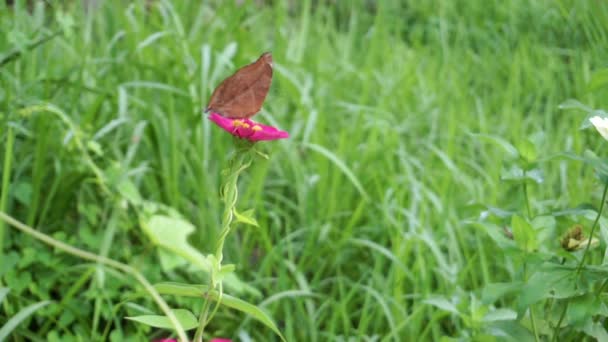 Brown Butterfly Perched Red Flower Background Bushes Macro Insect Clips — Wideo stockowe