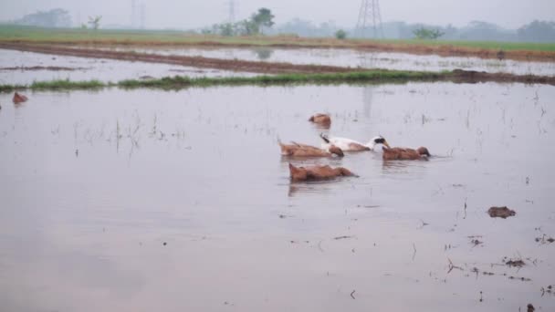 7頭のアヒルが水稲畑で食料を探しています 野生の鳥だ 養鶏業と農業 — ストック動画