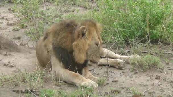 Handgehaltener Blick Auf Müde Männliche Löwen Auf Grasland South Luangwa — Stockvideo