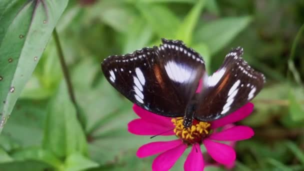 Borboleta Preta Empoleirada Uma Flor Vermelha Com Ângulo Visão Superior — Vídeo de Stock