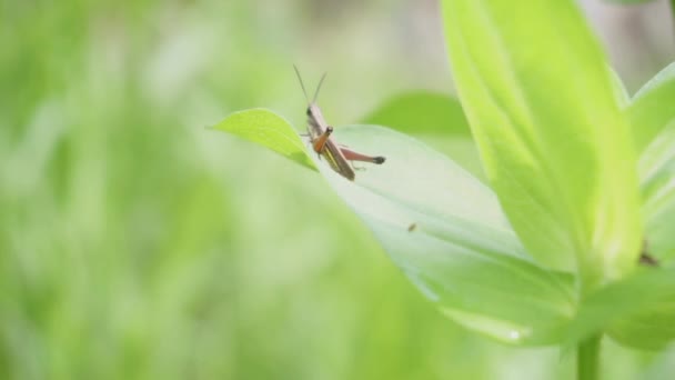 Gräshoppa Sitter Bladet Insekt Naturen Gräshoppa Video — Stockvideo
