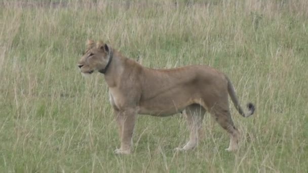 Lioness Στέκεται Κοιτάζοντας Γύρω Savannah Grasslands Στο Queen Elizabeth Εθνικό — Αρχείο Βίντεο