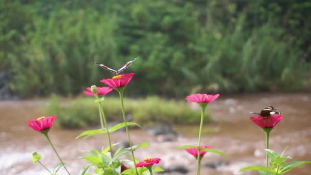 Czarny Motyl Siedzący Czerwonym Kwiatku Rzeką Tle Spinacze Makro Owadów — Wideo stockowe