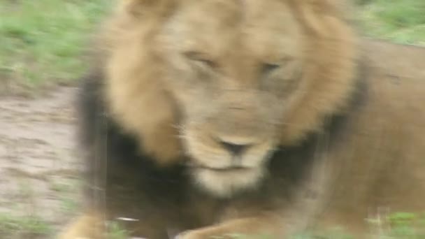 Hand Gehouden Zicht Mannelijke Leeuw Met Ogen Die Grasland Sluiten — Stockvideo