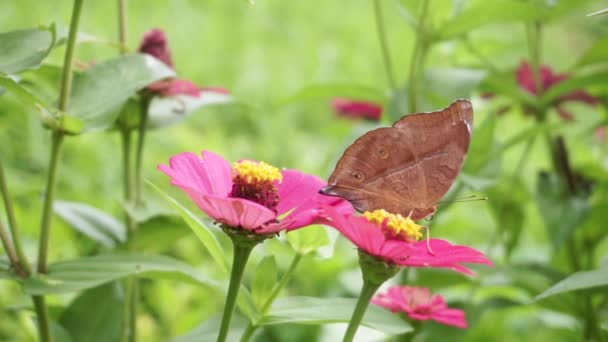 Brun Fjäril Uppflugen Röd Blomma Bakgrund Buskar Makroinsektsklämmor Process För — Stockvideo