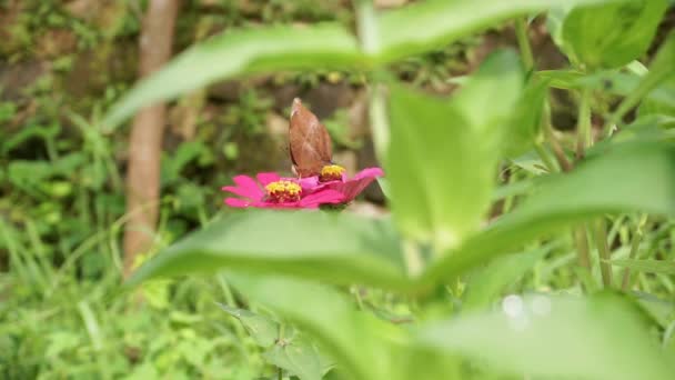 前景に葉がぼやけた赤い花に茶色い蝶が咲きました マクロ昆虫クリップ 蝶による花の受粉の一つは — ストック動画