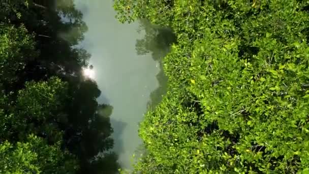Flyg Drönare Ner Docka Mangrove Flod Thailand — Stockvideo