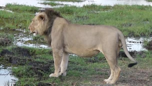 Male Lion Standing Waterlogged Ground Wagging Its Tail South Luangwa — стоковое видео