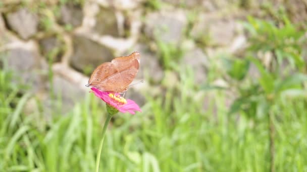 Barna Pillangó Ült Egy Vörös Virágon Makrorovar Klipek Pillangók Beporzásának — Stock videók