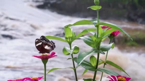Macro Insect Clips Black Butterfly Perched Red Flower River Background — Stockvideo