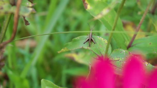 Black Grasshopper Video Grasshopper Sitting Leaf Insect Nature — Video Stock