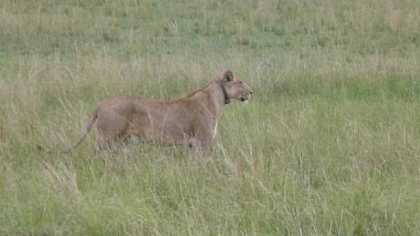ウガンダのクイーン エリザベス国立公園のサバンナ草原を歩く雌ライオン — ストック動画