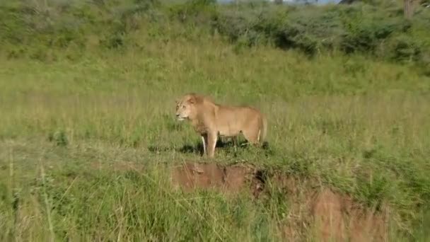 Hand Held Zoom Male Lion Walking Grassland South Luangwa National — Stock Video