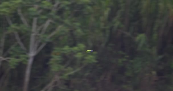 青い頭のオウムがペルーのタンボパタ国立保護区熱帯雨林を飛ぶ — ストック動画