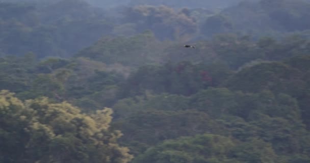 White Throated Toucan Flies Tambopata National Reserve Lands Treetop — Stock video