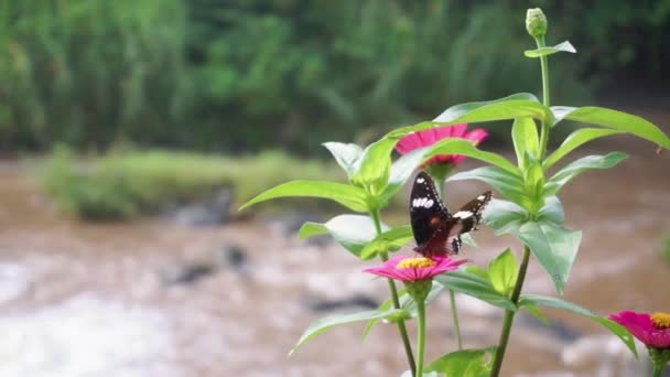 Μαύρη Πεταλούδα Σκαρφαλωμένη Ένα Κόκκινο Λουλούδι Ένα Ποτάμι Στο Βάθος — Αρχείο Βίντεο