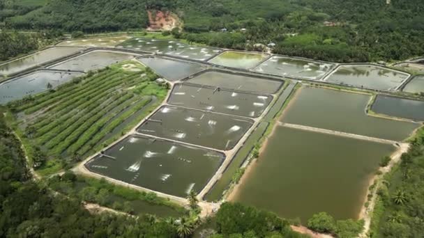 Aerial Drone Industrial Shrimp Farm Aquaculture Thailand — Vídeo de stock