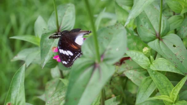 Mariposa Posada Sobre Una Flor Roja Sobre Fondo Arbustos Clips — Vídeo de stock