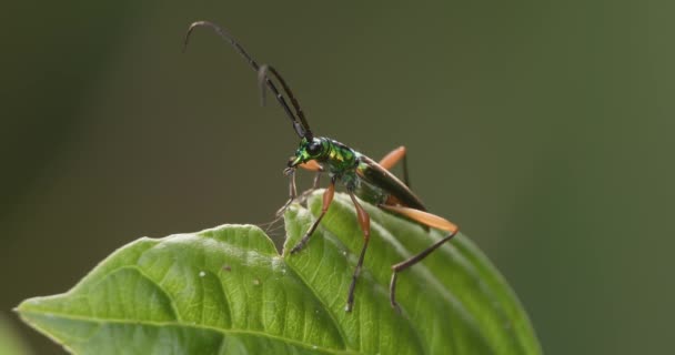 Peruvian Tiger Beetle Perches Leaf Tambopata National Reserve Close — Stock video