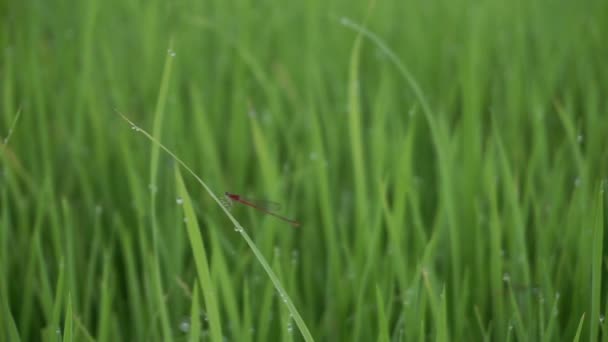 針トンボやジゴプテラは 米の葉の上でダムセルフライとも呼ばれます 朝の稲の上に露の滴 — ストック動画